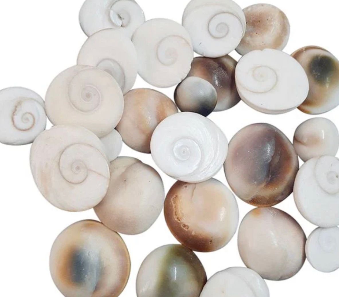 Gomti chakra ( Small Size) - (20pcs)