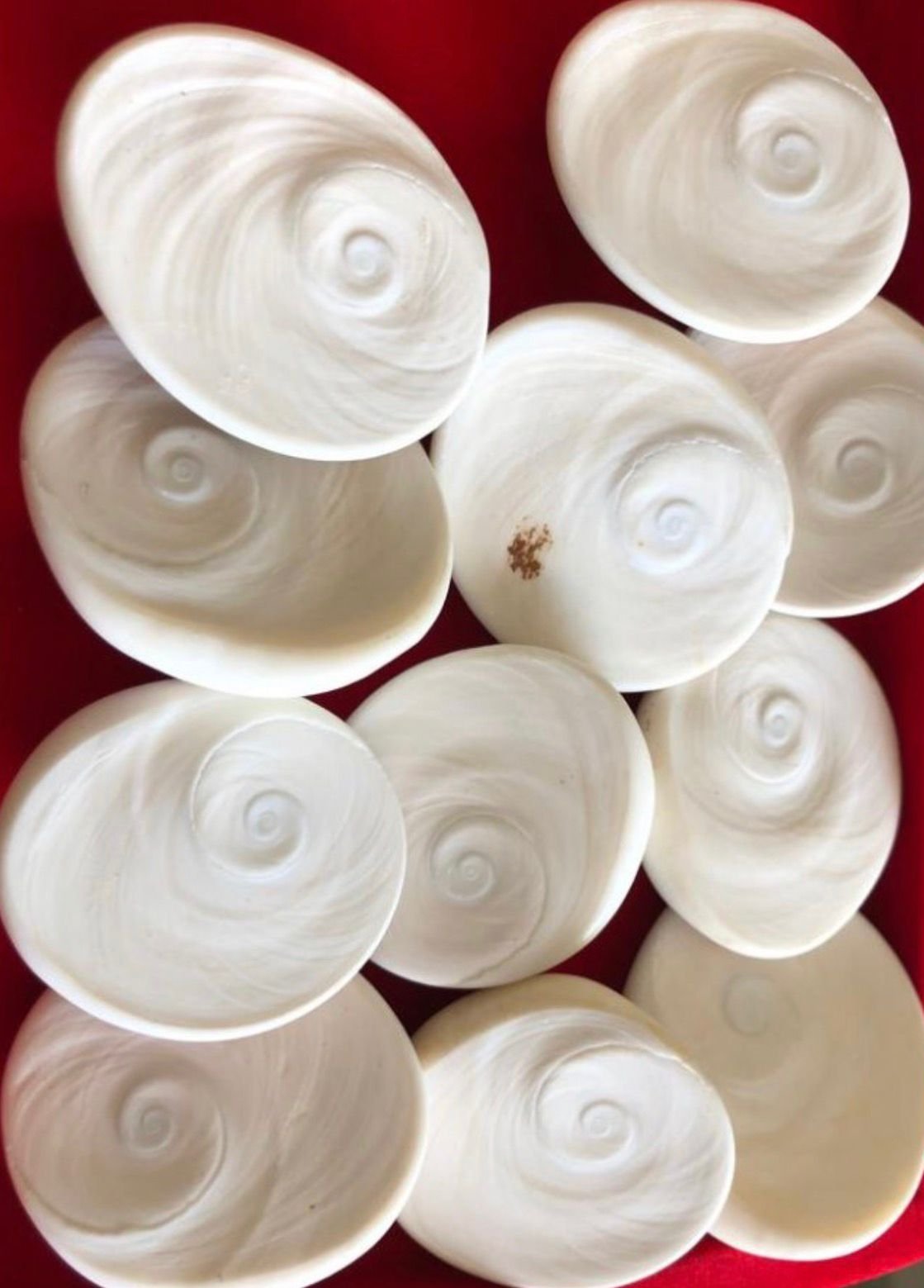 Gomti chakra (big size) -  per pcs